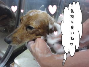シャンプー中ミニチュアダックス