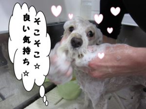 シャンプー中トイプードル