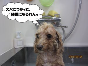 シャンプー中トイプードル