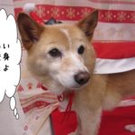 サンタさんミックス