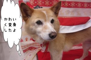 サンタさんミックス