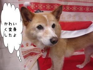 サンタさんミックス