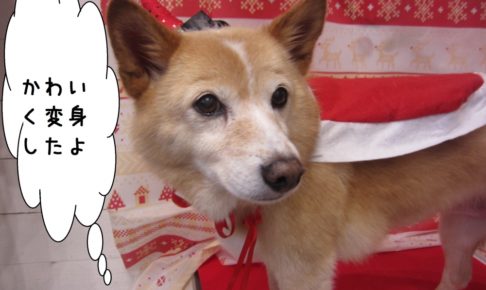 サンタさんミックス