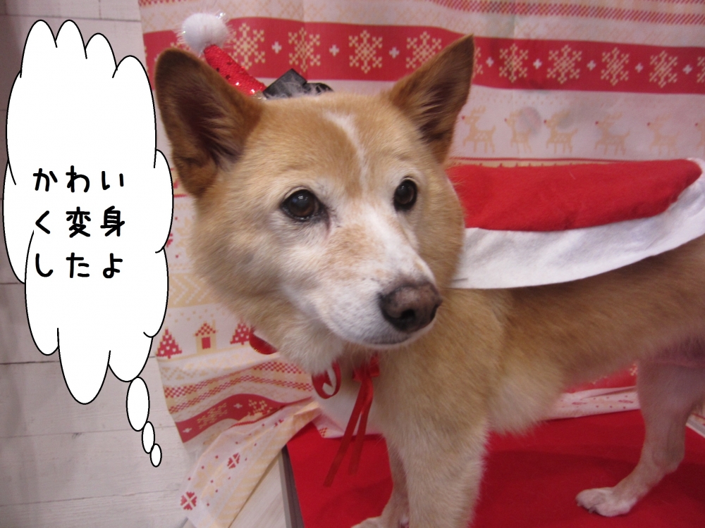 サンタさんミックス