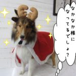 サンタさんシェルティー