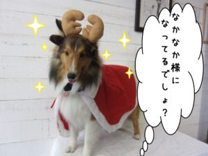 サンタさんシェルティー