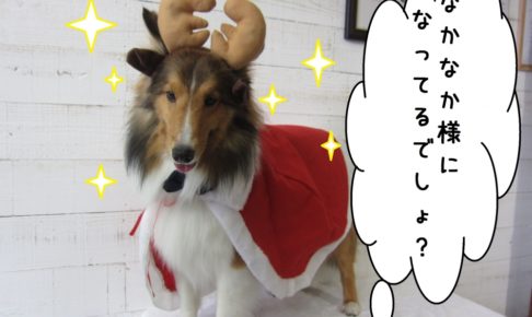 サンタさんシェルティー