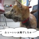 横顔柴犬