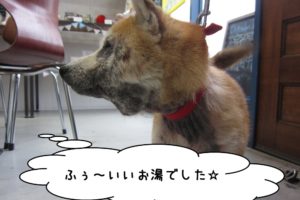横顔柴犬