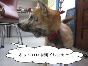 横顔柴犬
