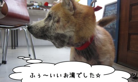 横顔柴犬