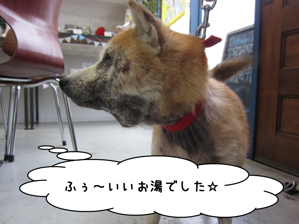 横顔柴犬