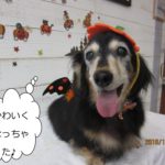 ハロウィンミニチュアダックス