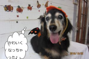 ハロウィンミニチュアダックス