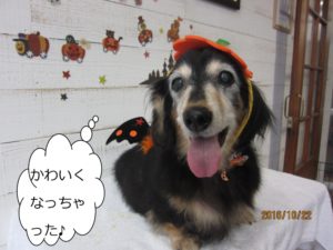 ハロウィンミニチュアダックス