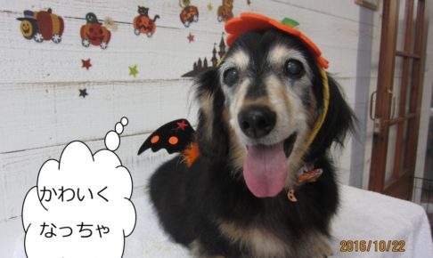 ハロウィンミニチュアダックス