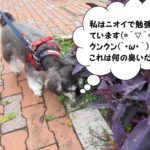 クンクンMシュナ