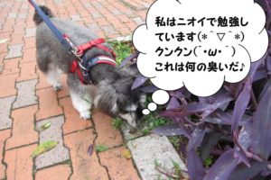 クンクンMシュナ