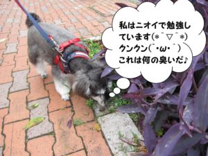 クンクンMシュナ