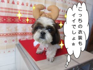 施術後シーズー