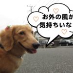 お散歩中ミニチュアダックス