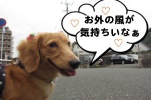 お散歩中ミニチュアダックス