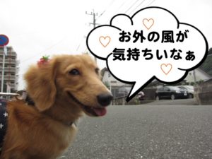 お散歩中ミニチュアダックス