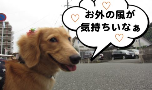 お散歩中ミニチュアダックス