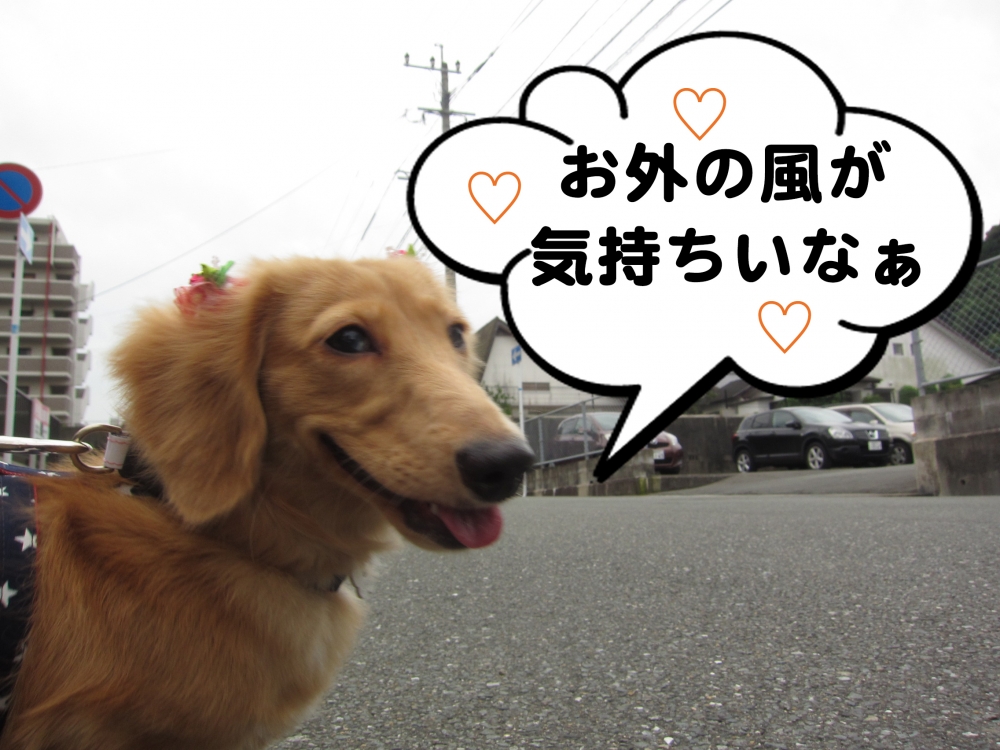 お散歩中ミニチュアダックス