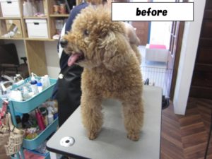 カット前トイプードル