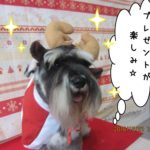 サンタさんMシュナ