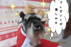 サンタさんMシュナ