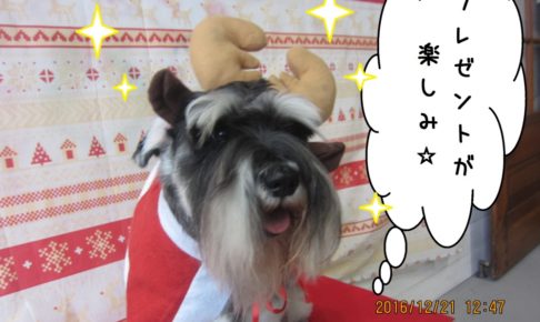 サンタさんMシュナ