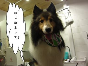 施術前シェルティー