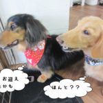 横顔ミニチュアダックス