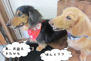 横顔ミニチュアダックス