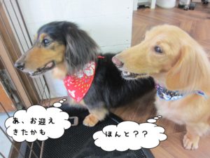 横顔ミニチュアダックス