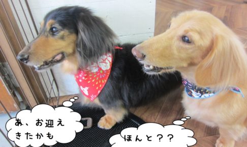 横顔ミニチュアダックス