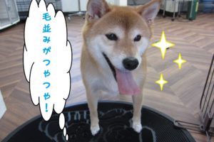 施術後柴犬