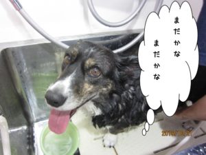 シャンプー中コーギー