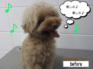 カット前トイプードル