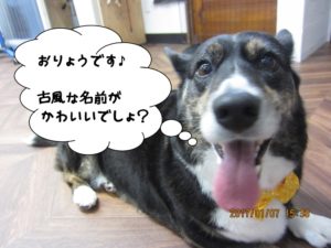 施術後コーギー