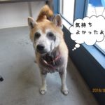 おすまし柴犬
