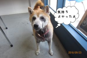 おすまし柴犬