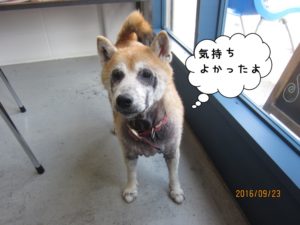 おすまし柴犬