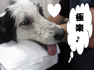 スパ中ボーダーコリー