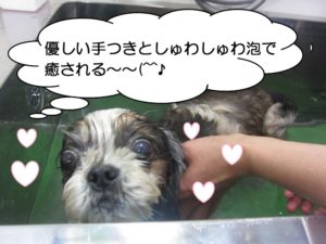 スパ中シーズー