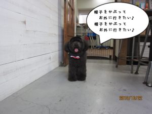 施術後トイプードル