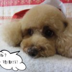 スヌーピー似トイプードル