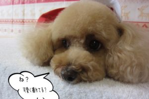 スヌーピー似トイプードル